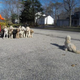 Illustration for article titled The Best Dog Training Methodsem/em